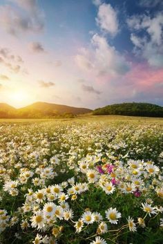 a field full of white daisies with the sun setting in the background