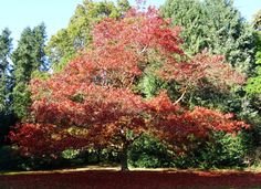 a tree with red leaves in the middle of a field next to some green trees