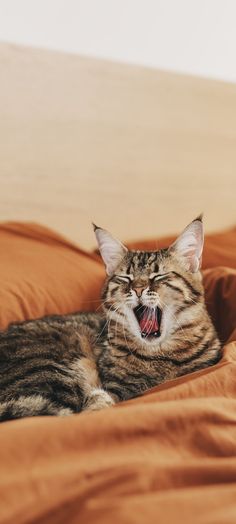 a cat is yawning while laying on a bed