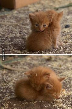 two kittens are playing with each other on the ground