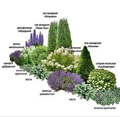 the different types of flowers and shrubs are labeled in this diagram, with their names