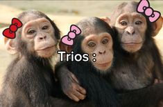 three chimpas with hearts on their ears and the words trios written below them