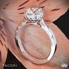 a close up view of a diamond ring on a flower with the words tacorri written below it