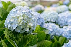 blue and white hydrangeas are in the field, with green leaves on them