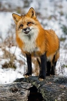 a red fox standing on top of a rock in the snow