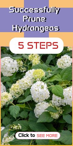 white flowers with green leaves and the words successfully prune hydrangeas 5 steps