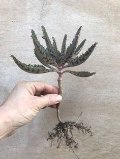 a person holding up a plant with roots