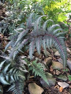 some very pretty green plants by the rocks