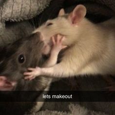 two ratty mice are playing together in a pet bed, one is biting the other's ear