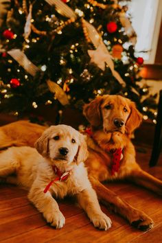 two dogs laying on the floor in front of a christmas tree