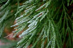 the needles of a pine tree with snow on them