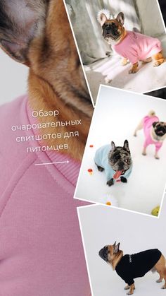 the dog is wearing a pink shirt and posing for pictures with other dogs in sweaters