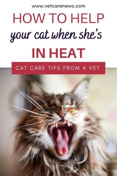 a cat yawning with its mouth open and the words how to help your cat when she's in heat