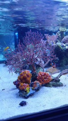 an aquarium filled with lots of different types of corals