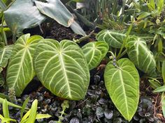 some very pretty green plants in a big planter with lots of leaves on it