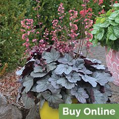 two potted plants sitting next to each other in front of some rocks and flowers