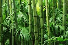 many tall green bamboo trees in a forest