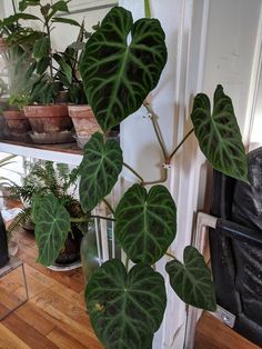 a houseplant is growing on the corner of a room