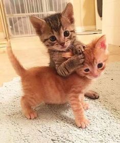 two kittens playing with each other on the floor