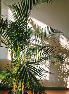 a potted plant sitting on top of a wooden table next to a white wall