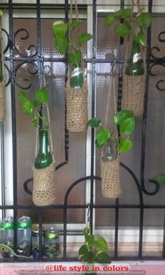 there are many bottles with plants in them hanging on the wall next to each other