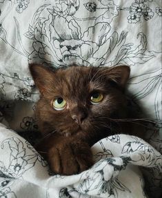 a brown cat laying on top of a bed under a blanket