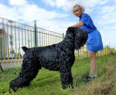 a black dog standing on top of a lush green field next to a woman in blue shirt