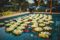 many white flowers floating on top of a pool