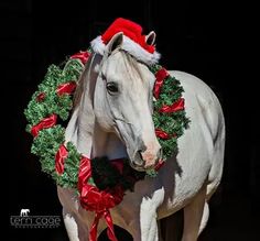 a white horse wearing a christmas wreath around its neck