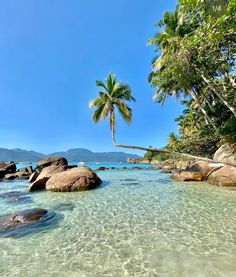 the water is crystal clear and there are palm trees on the shore in the background