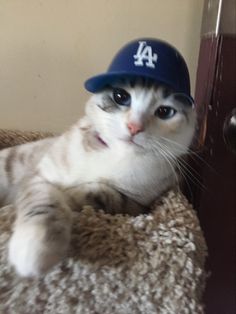 a cat wearing a los angeles dodgers baseball cap