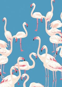 a group of pink flamingos standing next to each other on a blue sky background