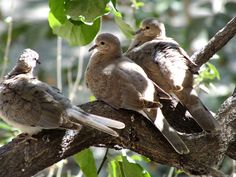 three birds sitting on top of a tree branch