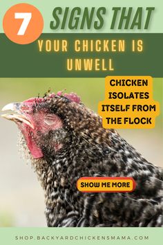 Is your chicken showing signs of being unwell? Learn how to spot the 7 tell-tale symptoms of sickness in your flock. Don’t wait—find out the other 6 key signs by clicking now! Flocking, Show Me, Signs