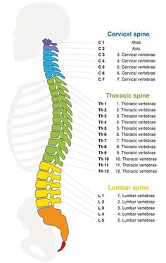 the bones are labeled in different colors