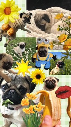 a collage of pictures with dogs and flowers in them, including bananas, sunflowers, dog wearing glasses, banana peel