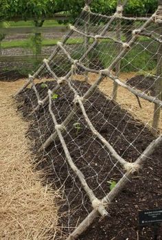 a garden with straw and plants growing in it