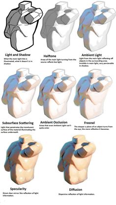 an image of different types of human torsos