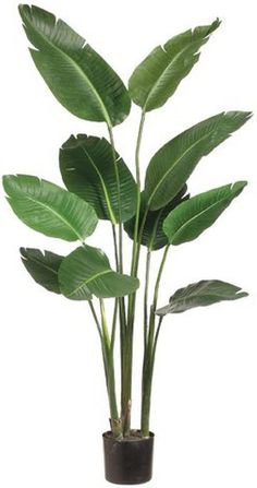 a potted plant with large green leaves