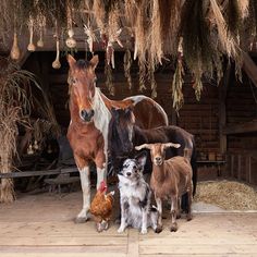 a group of animals standing next to each other in front of a wooden structure with hay hanging from it's ceiling