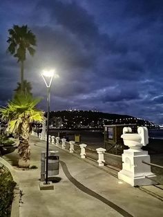 a palm tree sitting on the side of a road next to a body of water