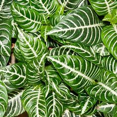 green and white leafy plants in a planter