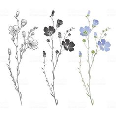 four different types of wildflowers on a white background stock photo - image 3497