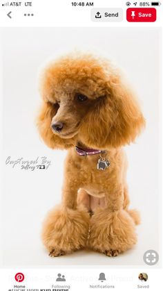 a brown poodle sitting on top of a white floor