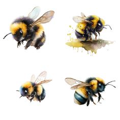 four bees with different stages of their life