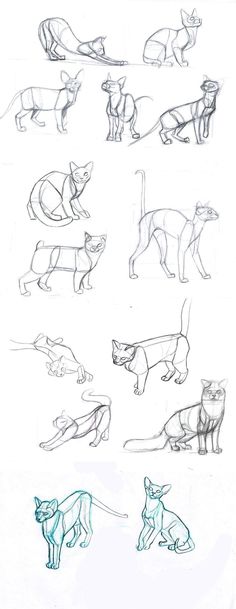 several different types of cats are shown in this drawing