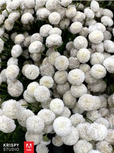 the white flowers are blooming very close together