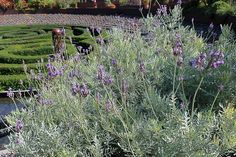 lavender plants growing in the middle of a garden