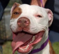 a close up of a dog with its tongue out