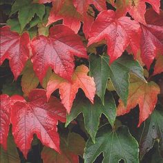 red and green leaves on a tree in the fall